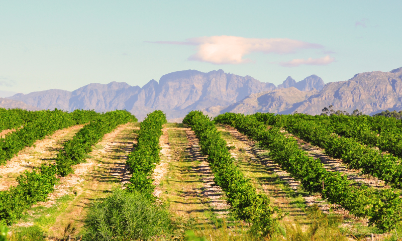 azienda-agricola-in-provincia-di-treviso